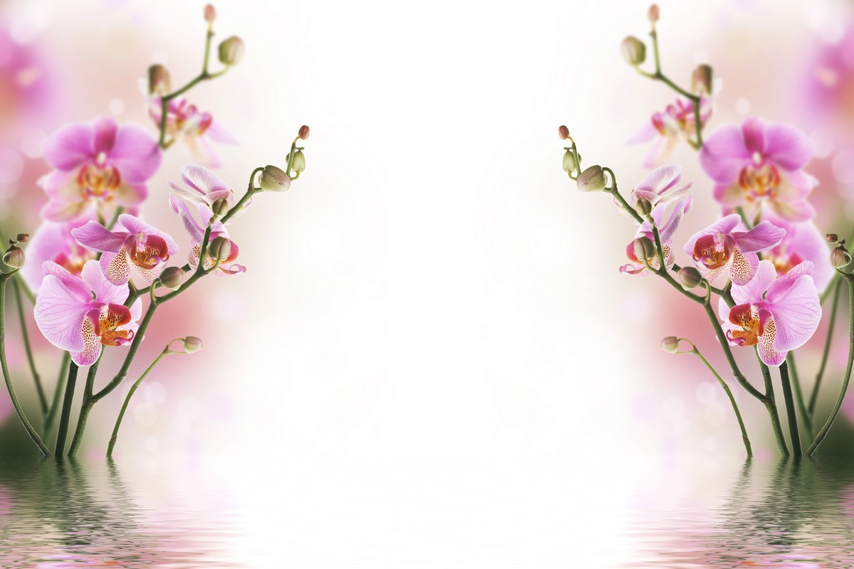 Чарующие малиновые орхидеи